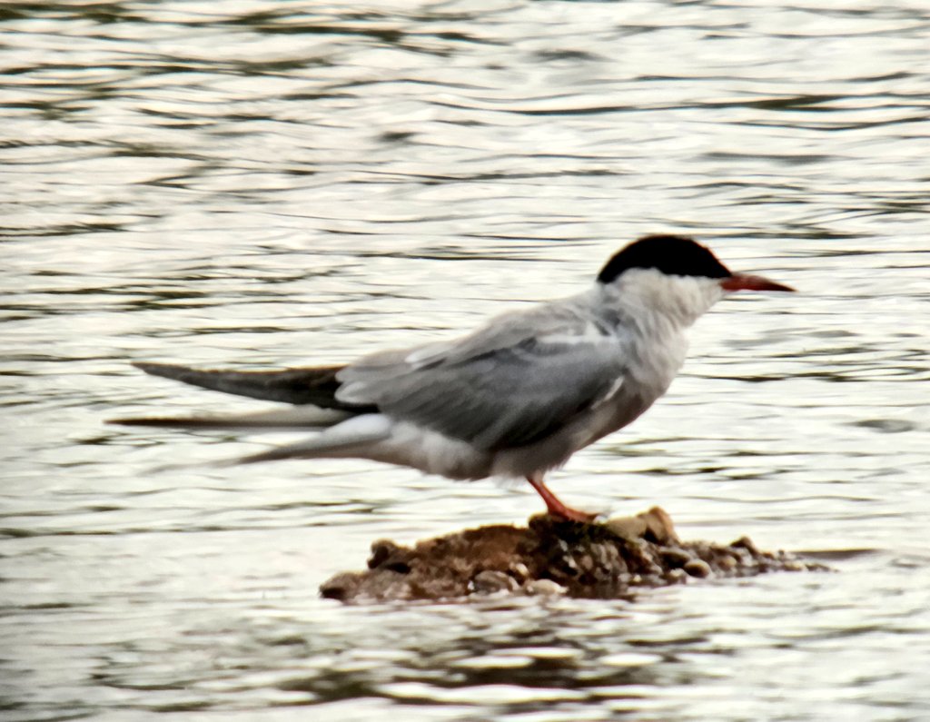 daleivor's tweet photo. @LROSbirds quick visit to my WeBS site on #RatcliffeLane Kegworth. 4 #Oystercatcher, 2 #CommonSandpipers, 15 #Lapwings and some young ducks. By far the noisest was the mother of these pair of #CommonTerns. Cracking plumage. Good numbers of BHGs too. https://t.co/TqU7Kvff4H