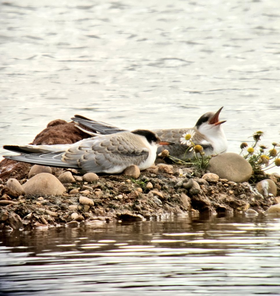 daleivor's tweet photo. @LROSbirds quick visit to my WeBS site on #RatcliffeLane Kegworth. 4 #Oystercatcher, 2 #CommonSandpipers, 15 #Lapwings and some young ducks. By far the noisest was the mother of these pair of #CommonTerns. Cracking plumage. Good numbers of BHGs too. https://t.co/TqU7Kvff4H