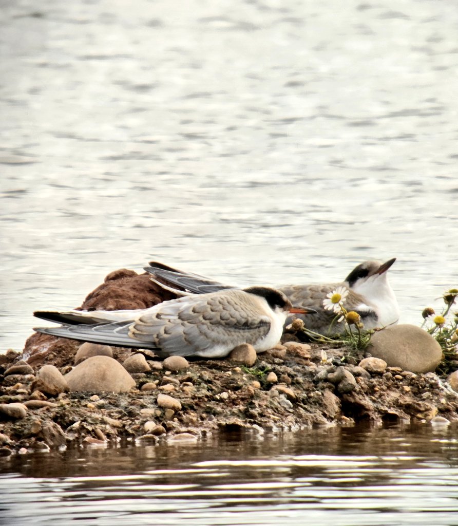 daleivor's tweet photo. @LROSbirds quick visit to my WeBS site on #RatcliffeLane Kegworth. 4 #Oystercatcher, 2 #CommonSandpipers, 15 #Lapwings and some young ducks. By far the noisest was the mother of these pair of #CommonTerns. Cracking plumage. Good numbers of BHGs too. https://t.co/TqU7Kvff4H