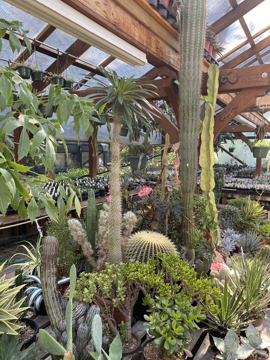 🌞 #SummerFun this week touring Vancouver Island’s climate-adaptive cactus and succulent gardens and growers. 🌵 🌞🌵 #CactusLove #Succulents #victoriacactussociety #valleysucculents