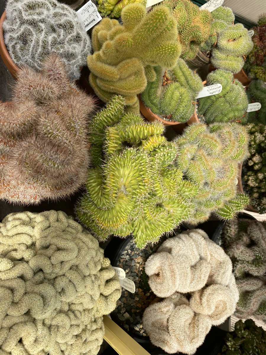 Jessica Gemella tweet media