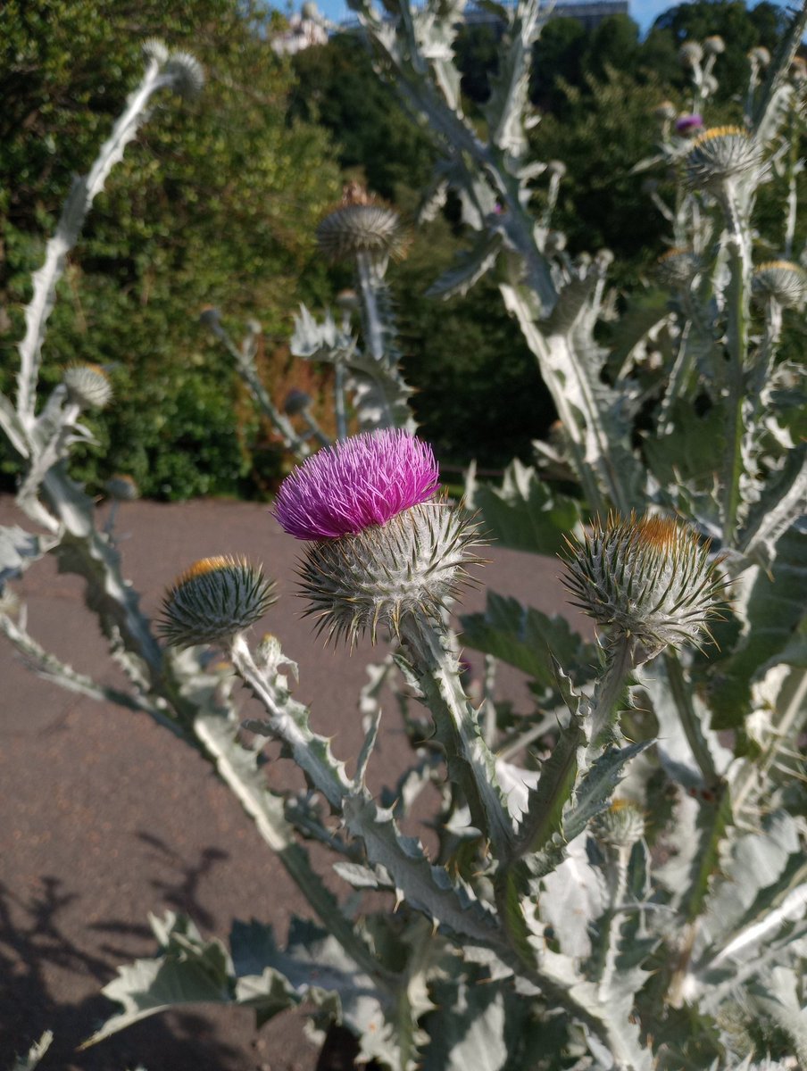 KMV1966's tweet photo. @Beathhigh My thistle on the way up to see Rod Stewart at the castle the other week! https://t.co/awqq0bVtfk