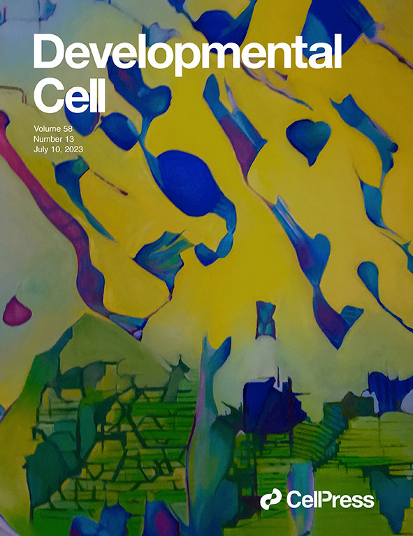 Alex Pfannenstein's new paper in Dev Cell got the cover image: