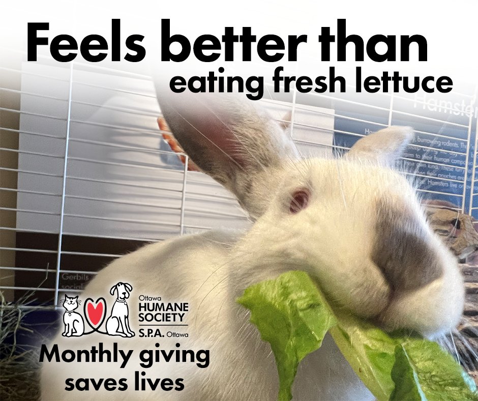 ottawahumane's tweet photo. It feels good to save lives.

For as little as $2 a month, YOU can save lives.
https://t.co/naSTiqcPTh https://t.co/ipZILkYdpK