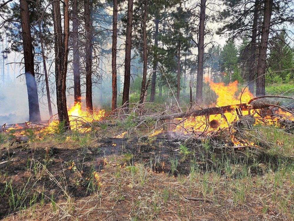 Extensive ponderosa pine forests are in the SW US. Fire is essential to maintain these stands. Frequent fire burned grasses, shrubs, small trees and maintained an open area of larger ponderosa pine trees. ow.ly/jHmQ50OPU1b