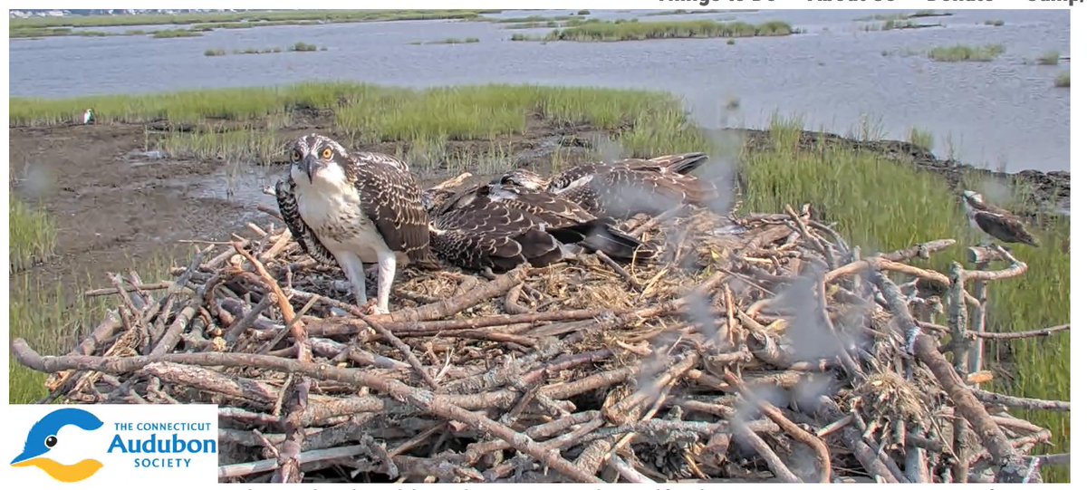 One good sign that Ospreys are fledging: a visitor to @CTAudubon's Milford Pt Coastal Center yesterday saw 35 (!) Ospreys. The young birds on the Coastal Center are still showing off on the Osprey Cam ctaudubon.org/osprey-nation-…