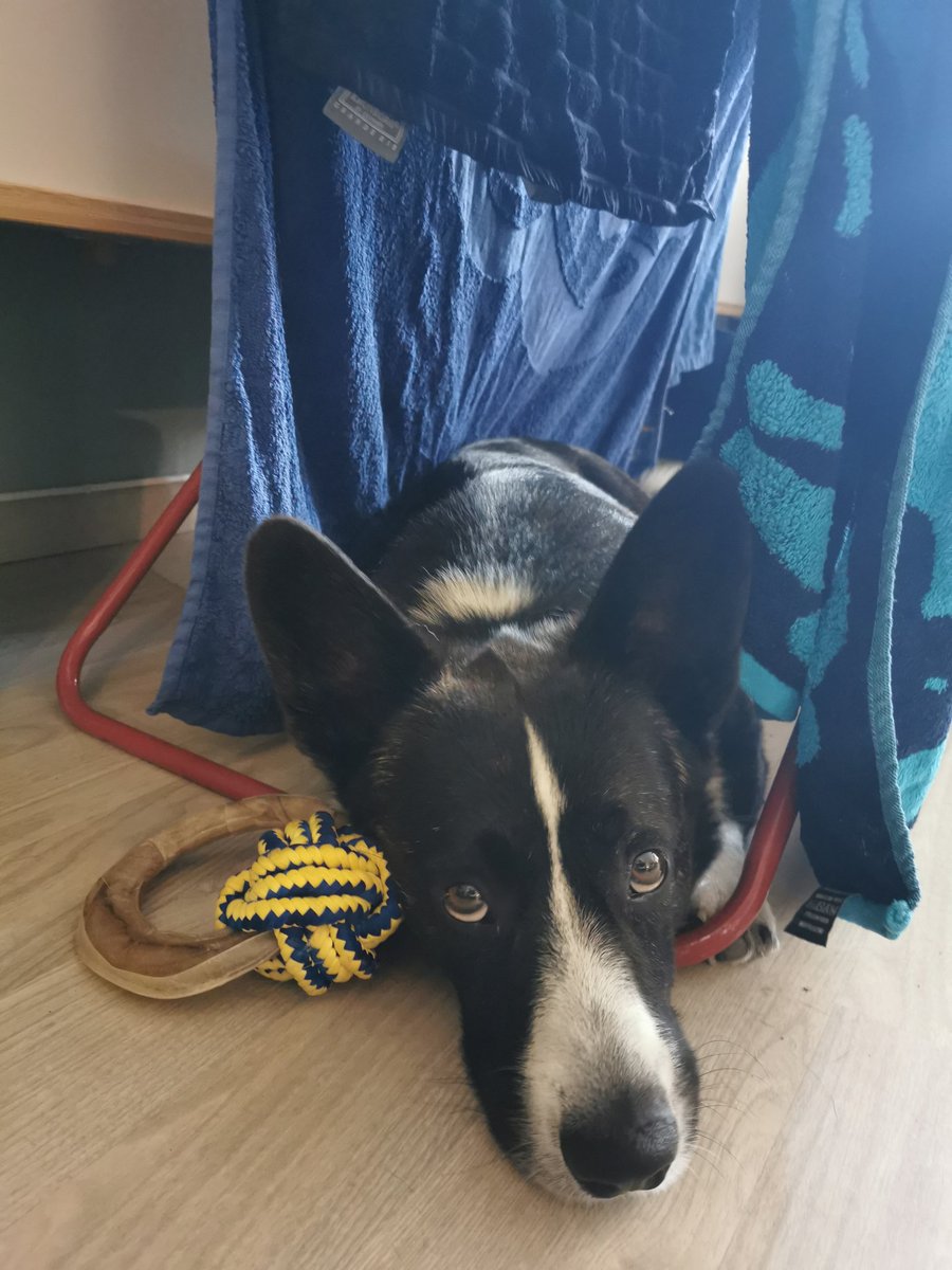 Balder er hjemme!!! 😭