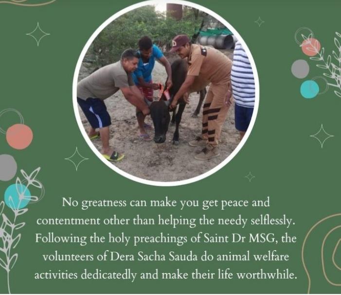 None thinks about the stray animals but the volunteers of Dera Sacha Sauda are serving mute creatures under guidance of Saint Dr Gurmeet Ram Rahim Singh Ji Insan.
 #AnimalWelfare
#AnimalAid
#KindToAnimals
#CareForAnimals