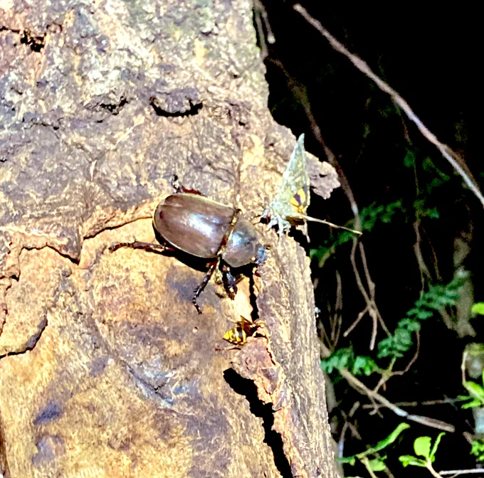 メスのカブトムシを見つけた!採らないけど、見つけたら嬉しい 