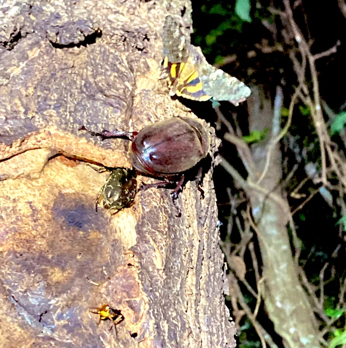 メスのカブトムシを見つけた!採らないけど、見つけたら嬉しい 