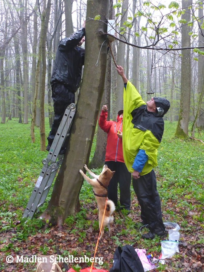 KorichevaLab's tweet photo. How it started: installing acoustic recorders in Hainich National Park on a very rainy day in 2017
vs
How it is going: new OA paper by @RichardDBeason on use of acoustic indices to study effects of tree diversity on bird species richness is out! 🌳🌲🎤🐦
https://t.co/3bZV40F8dG https://t.co/XRQyNQabH8