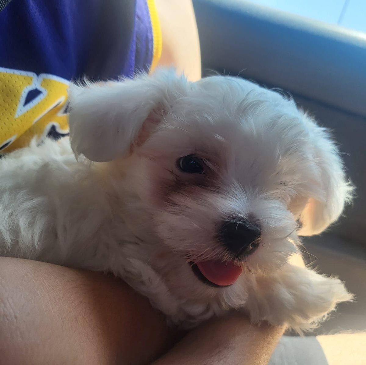 pablooprados's tweet photo. Bienvenida a la familia pequeña Zelda 🐾 https://t.co/oQbJai6DFA