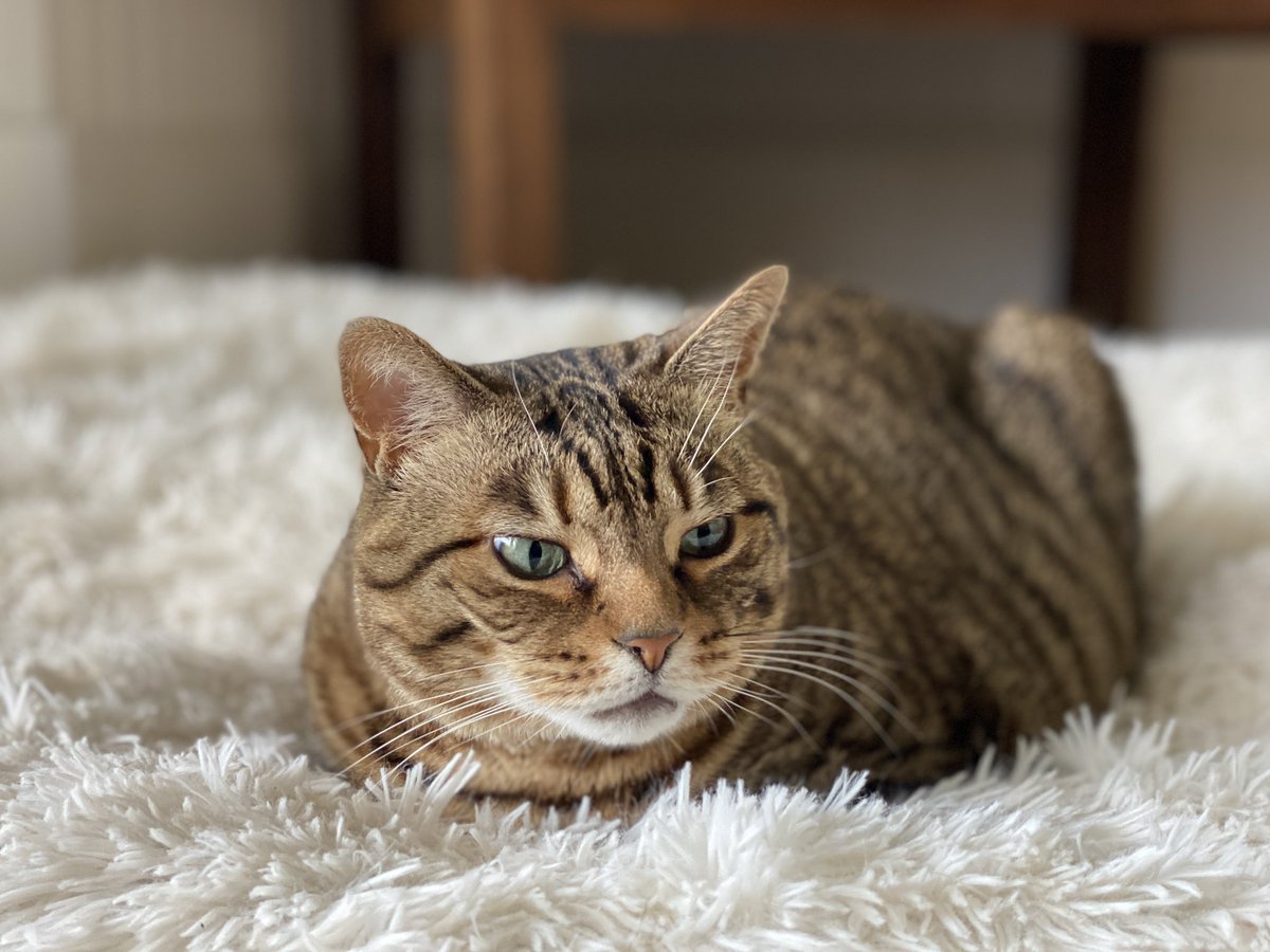 My face when someone says they don’t like cats.