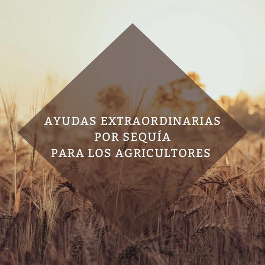 El Ministerio de Agricultura establece los criterios de 357,7 millones de euros en ayudas extraordinarias a los sectores agrícolas más afectados debido al segundo año de sequía junto con los altos costes de producción por la guerra de Ucrania

#ayudas #sectoragrícola