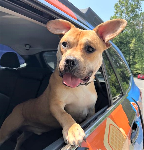 RaffertySubaru's tweet photo. Rafferty #RESCUE #POTW: Scrappy! https://t.co/5A8MqJqZvh……………. #petoftheWeek #RaffertyRescue #rescuedog #RescueDogs #ADOPT
@Providence_AC https://t.co/OyXOp9F4Tk