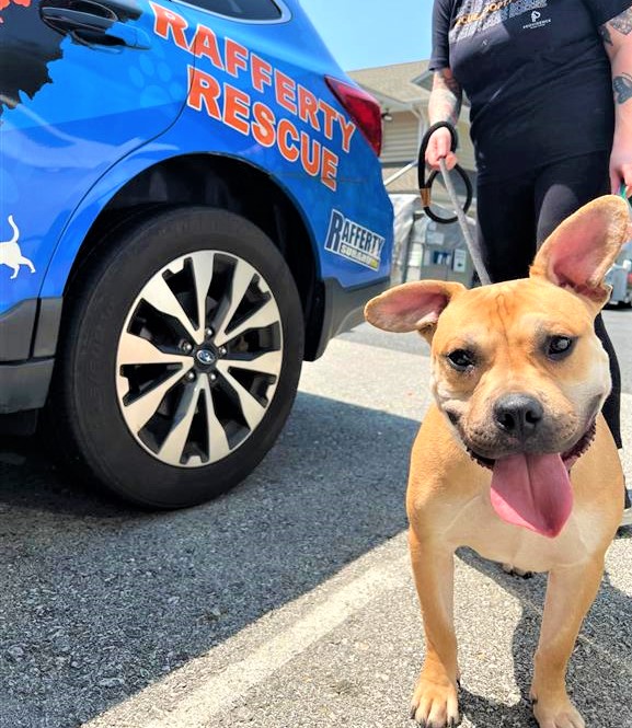 RaffertySubaru's tweet photo. Rafferty #RESCUE #POTW: Scrappy! https://t.co/5A8MqJqZvh……………. #petoftheWeek #RaffertyRescue #rescuedog #RescueDogs #ADOPT
@Providence_AC https://t.co/OyXOp9F4Tk