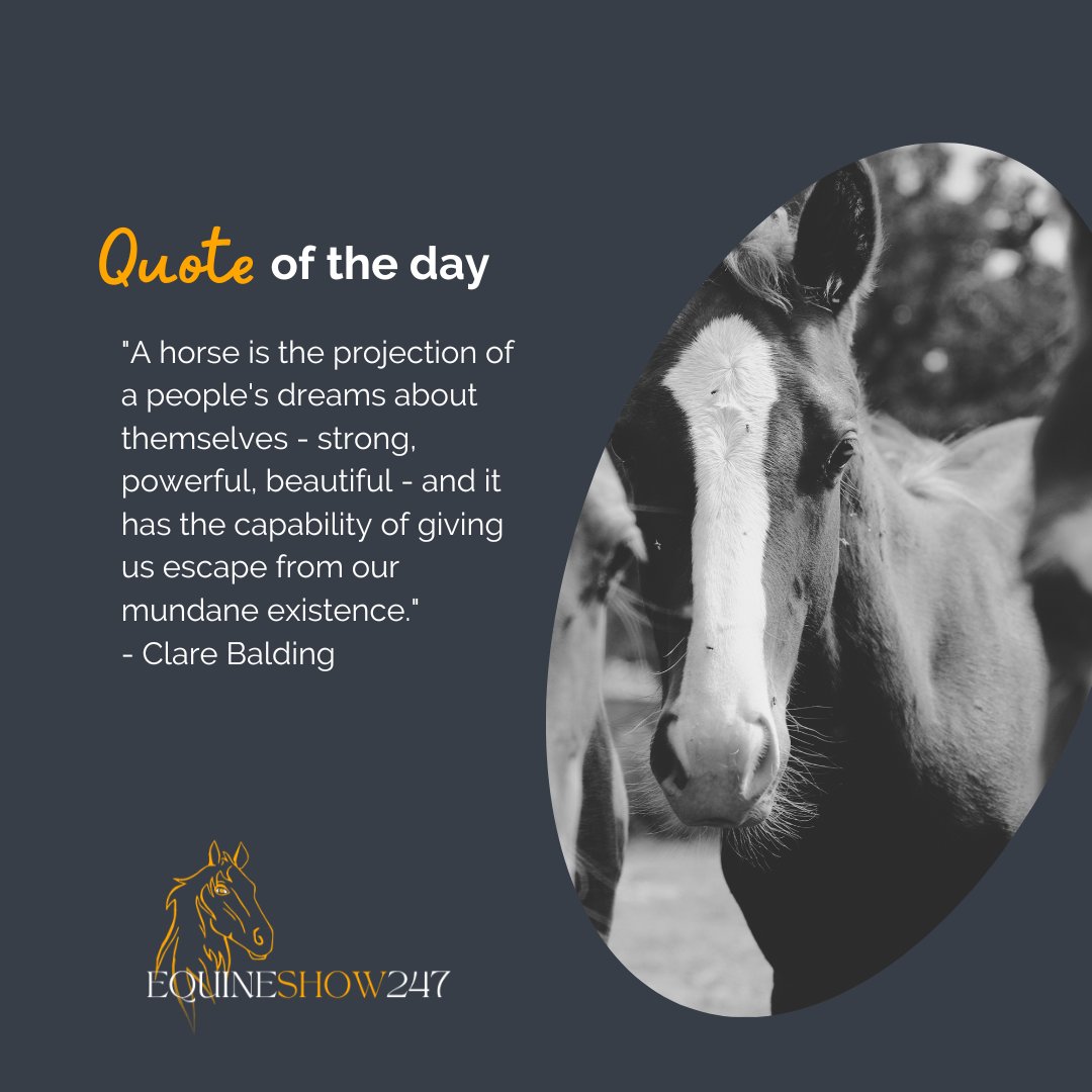 Quote of the day! equineshow247.com #virtual #exhibition #open247 #equine #equinequote #clarebalding #equestrian #equinelife