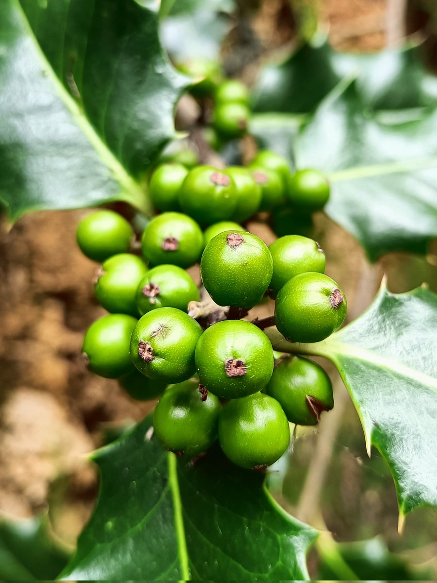 pagazauskas's tweet photo. A veces hay que detenerse y observar tu entorno. De la ruta del otro día me traje un montón de plantas y frutas (en foto, no las voy arrancando 😅)
#acebo #gorostia
#photooftheday #photography #photo #foto #fotografia https://t.co/Hhj7lO3Djx