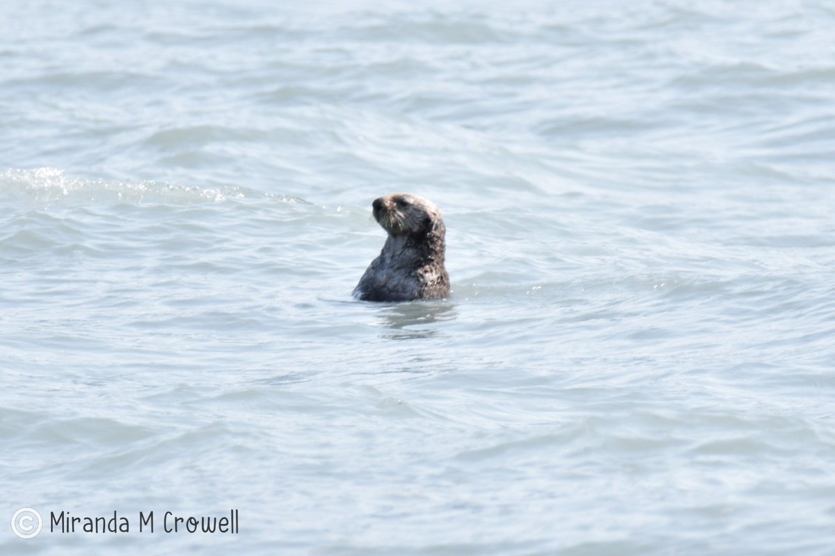 About to leave Alaska and while I'm sad because this has been a beyond amazing trip, I miss my girls so freaking much. 
But here is a teaser from my trip- a sea otter @grizzlygirl87 and I saw from the shore in Seward a couple days ago ❤️ #IMC13 #AfterParty