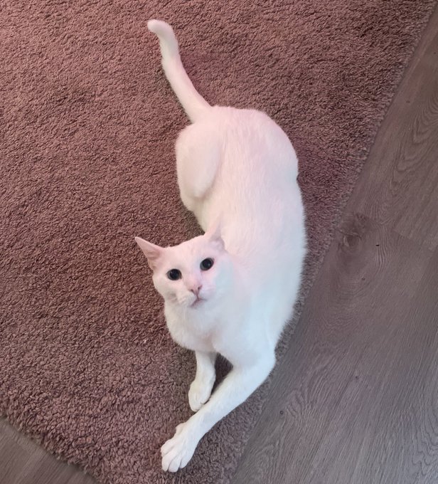 Elric is so cute 😭 https://t.co/w3gOolfQfH