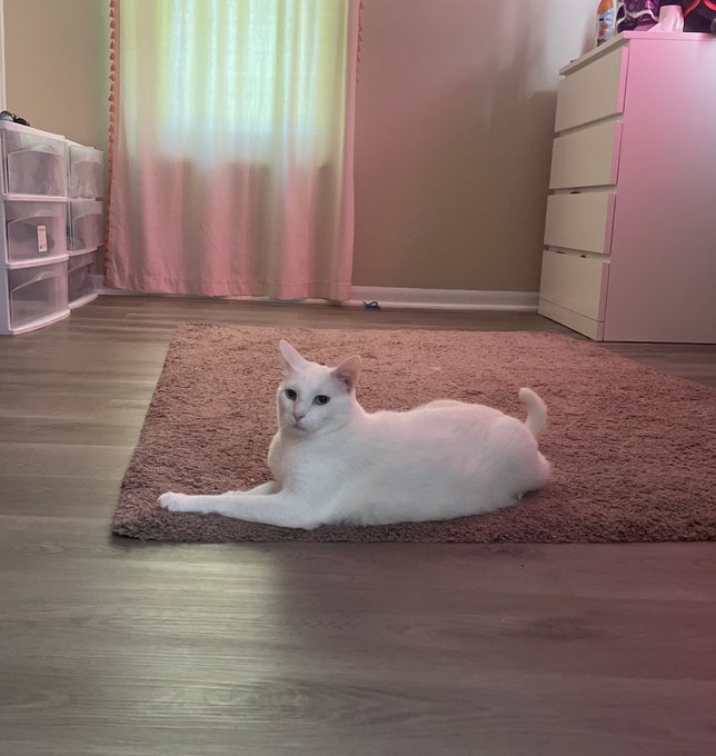 Elric is so cute 😭 https://t.co/w3gOolfQfH