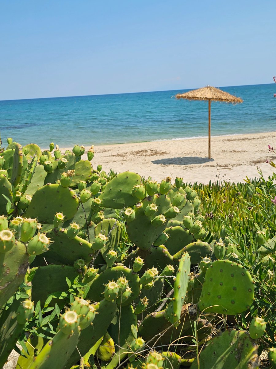 CaVassilios's tweet photo. GREECE-THRACE-XANTHI-ABDERA-PORTO MOLOS
Cactus Beach next to Porto Molos Beach! https://t.co/dVrdG7vZgl