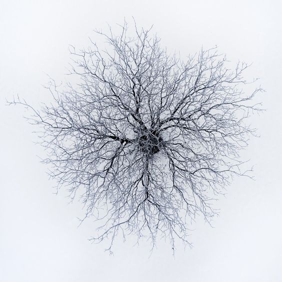 rhizomearchive tweet picture