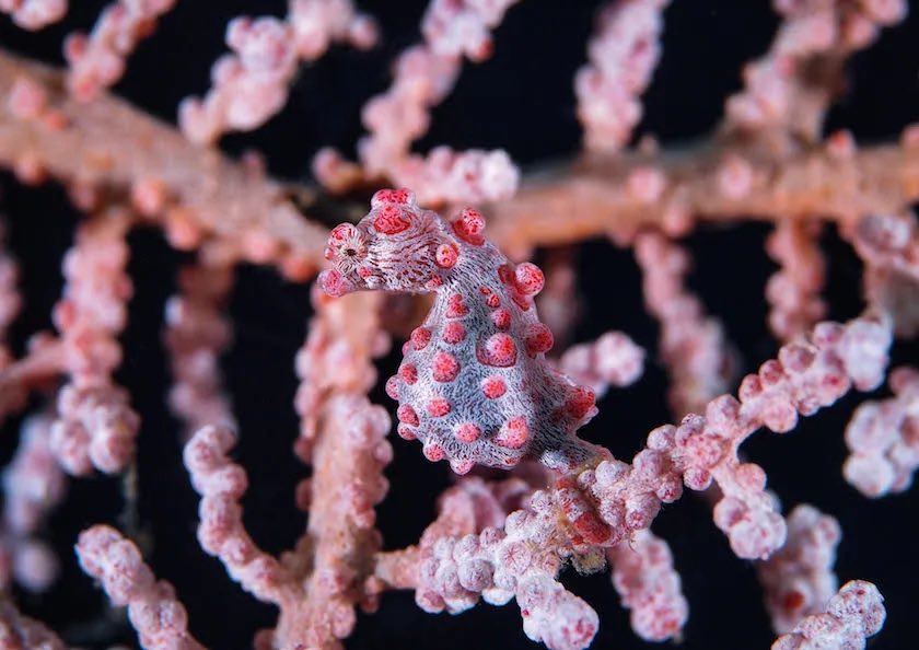 pygmy seahorse (hippocampus bargibanti)