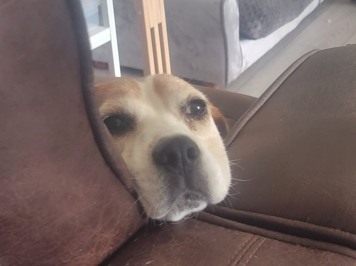 MarkHetelson's tweet photo. Beagle face https://t.co/ZgEWo19ijT