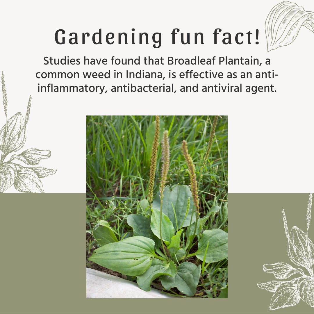 GiveToGrant's tweet photo. #funfact #plantain #healthy #bloomwhereyouareplanted #givetogrant https://t.co/RpLTuG8bCt