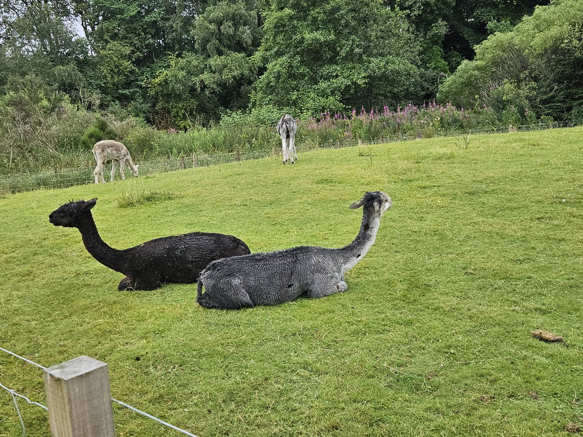 Dylan Duff tweet media