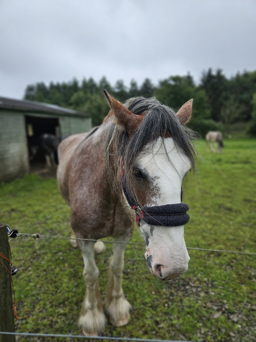 Dylan Duff tweet media