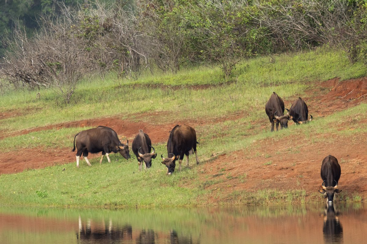 KeralaTourism's tweet photo. Say 'Hi' to grazing wild bison as you wade past them while boating on the Periyar lake.
#Thekkady #PeriyarRiver #Boating #KeralaBlogExpress #KBE #KeralaBlogExpress7 #KBE7 #BloggersTrip #StoryTellers #TravelForGood #KeralaTourism https://t.co/NDugIIj4RH