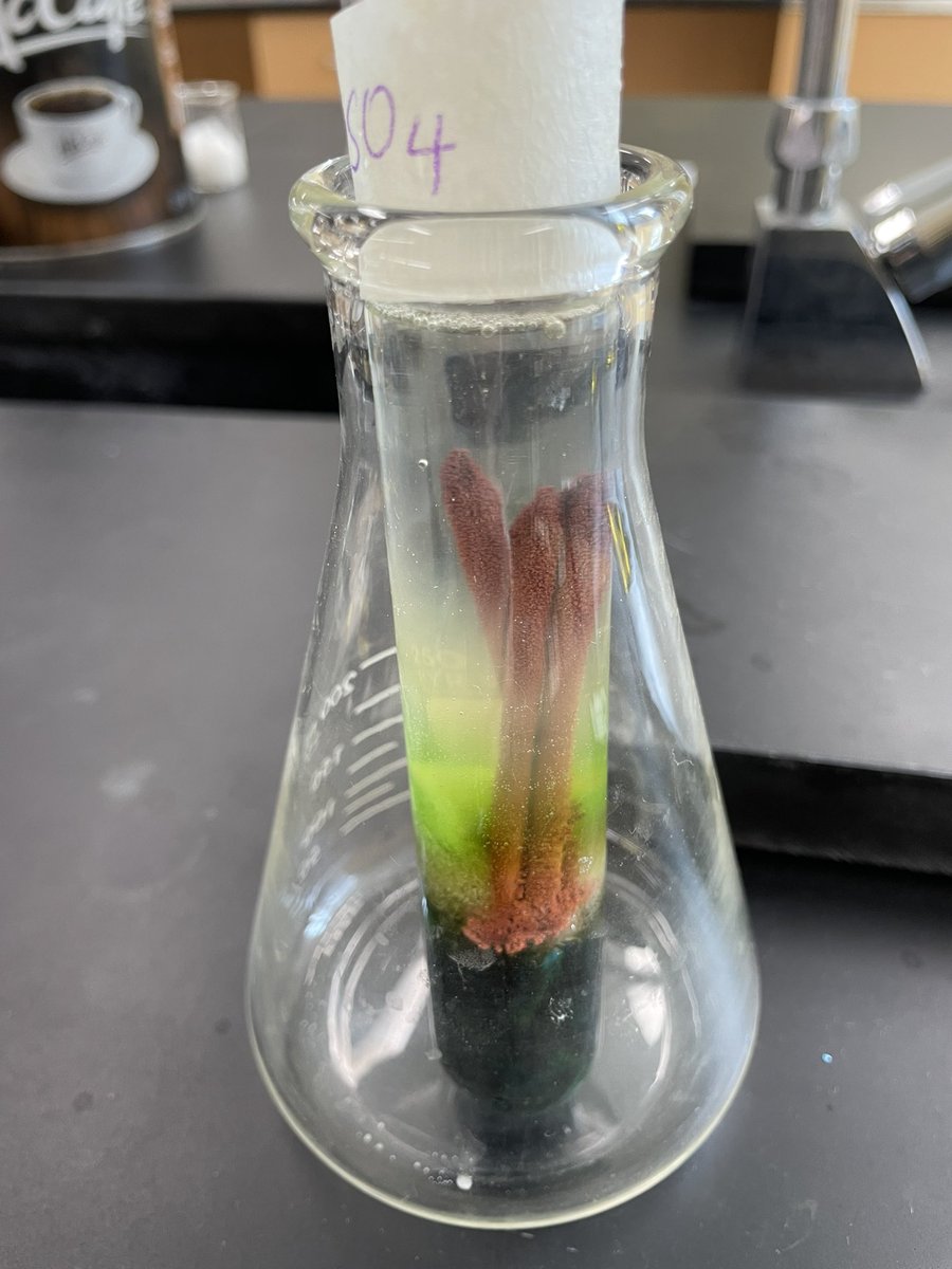 Brittany MacPherson tweet media