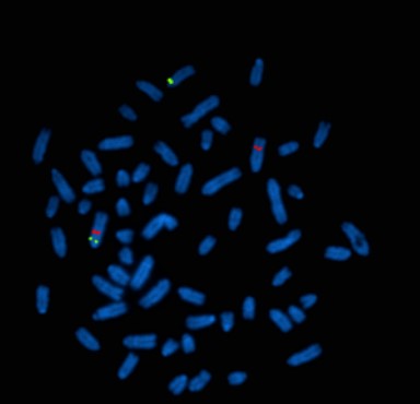 Eliance_Elevage's tweet image. [#Recherche] Quand les #chromosomes des #bovins s’emmêlent...

PLM : bit.ly/3Dl6McE

#agriculture #genetique #ia
