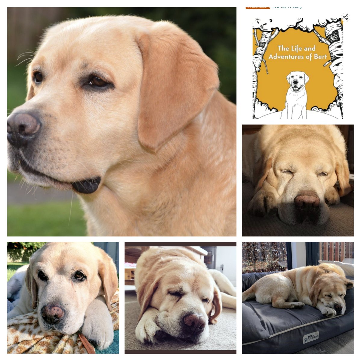 BertsLegacy's tweet image. Bert 2010 - 2020

With each telling, he breathes life into his stories, he transforms into the very essence of his stories, he becomes the stories, achieving a form of immortality as they endure beyond his time. 

Discover the Immortal Tales of Bert: A Golden Labrador's Journey…