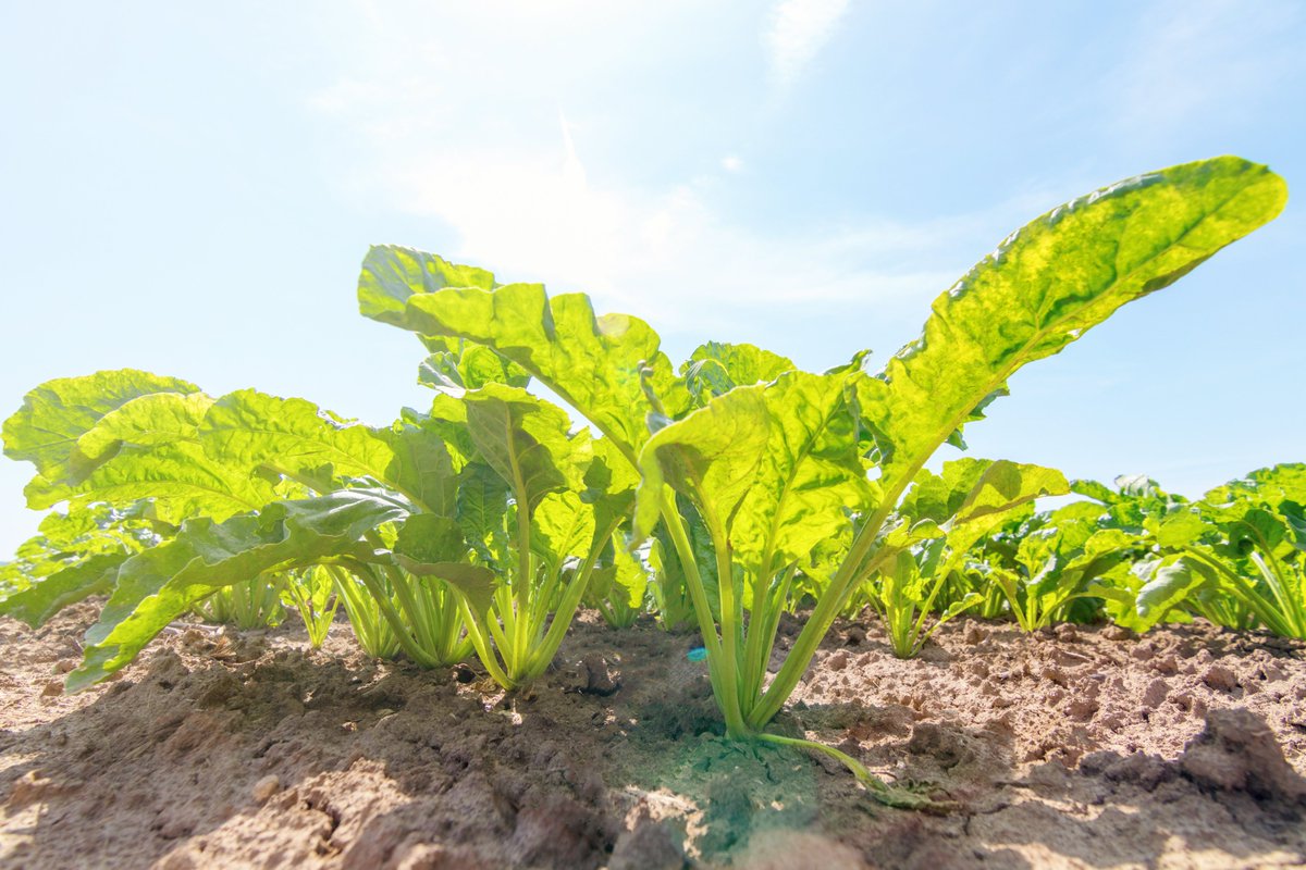 sugaronline's tweet photo. #SUGAR NEWS #USA: Farmers urge Congress to reject amendments to alter #sugarprogram. https://t.co/YatArDi547. Join us today to read the full story! #commoditiestrading #softcommodities #sugarindustry #sugarbeet @FarmerCoop #FarmBill https://t.co/KRr1ADcZHk