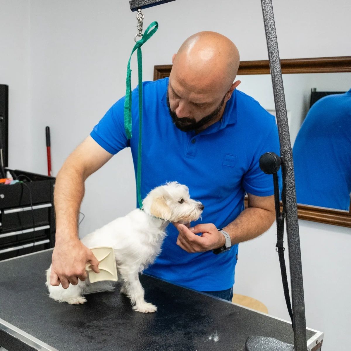 BSBlovesdogs's tweet photo. Experience matters when it comes to grooming your precious pet. Our skilled grooming technicians at Bone Sweet Bone have years of industry expertise under their belts. Say no to inexperienced groomers, who may not understand your pup's unique needs, and yes to the best! https://t.co/cqwAvgIR4S