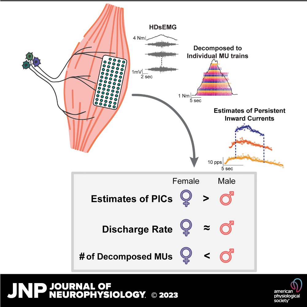 JNeurophysiol's tweet image. 🔓Free to read! Estimates of persistent inward currents in lower limb motoneurons are larger in females than in males (Sophia T. Jenz et al.)

🖱ow.ly/ArIU50P97oU

@_frankyblack_ @gregorypearcey #MotorUnit #SexDifferences