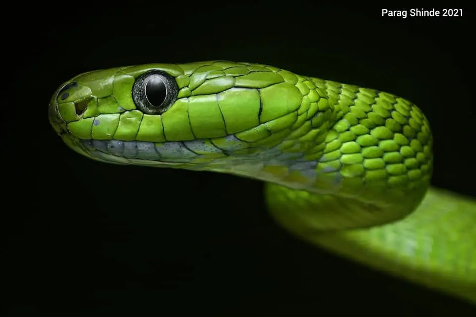 ▪️Scientific name -  Boiga cyanea (Adult)
▪️Arunachal local name - Buyiee ( Chalam Sidasow ) (Not sure)
▪️English - Green Cat Snake
▪️Semi/Mild Venomous
▪️Photo Credit - Parag Shinde 
▪️Arunachal pradesh.