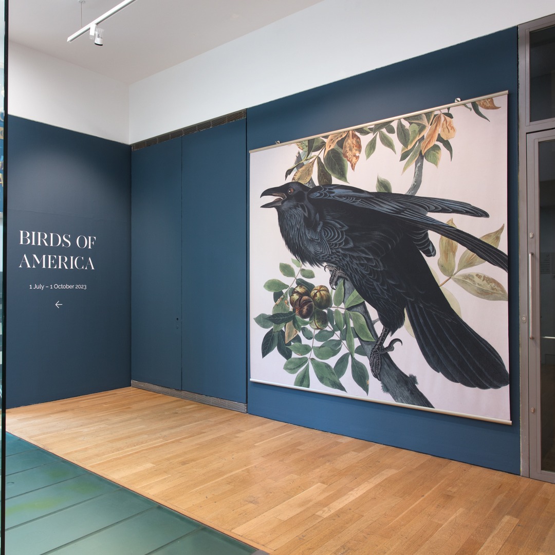 Have you been to see Birds of America yet? 🦅 We are the first museum to host this incredible exhibition as it begins its tour from @NtlMuseumsScot! Plan your visit to come and explore: ow.ly/x0wx50PbxUK 📸 (c) Compton Verney, Photos by Jamie Woodley