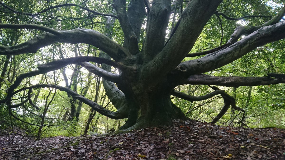 Reefunit_'s tweet photo. #16 Day four - British Camp - Dry Grasses / Woodland Stream 🪶💧
Buzzard calls cascading across the reservoir, blending with the close up crickets. Then on to an ancient Holly tree. Lovely stuff. 

#sonicjournal #soundscape #binaural #7daysofhills #malvernhills @MalvHillsTrust https://t.co/yO74p4JjI6