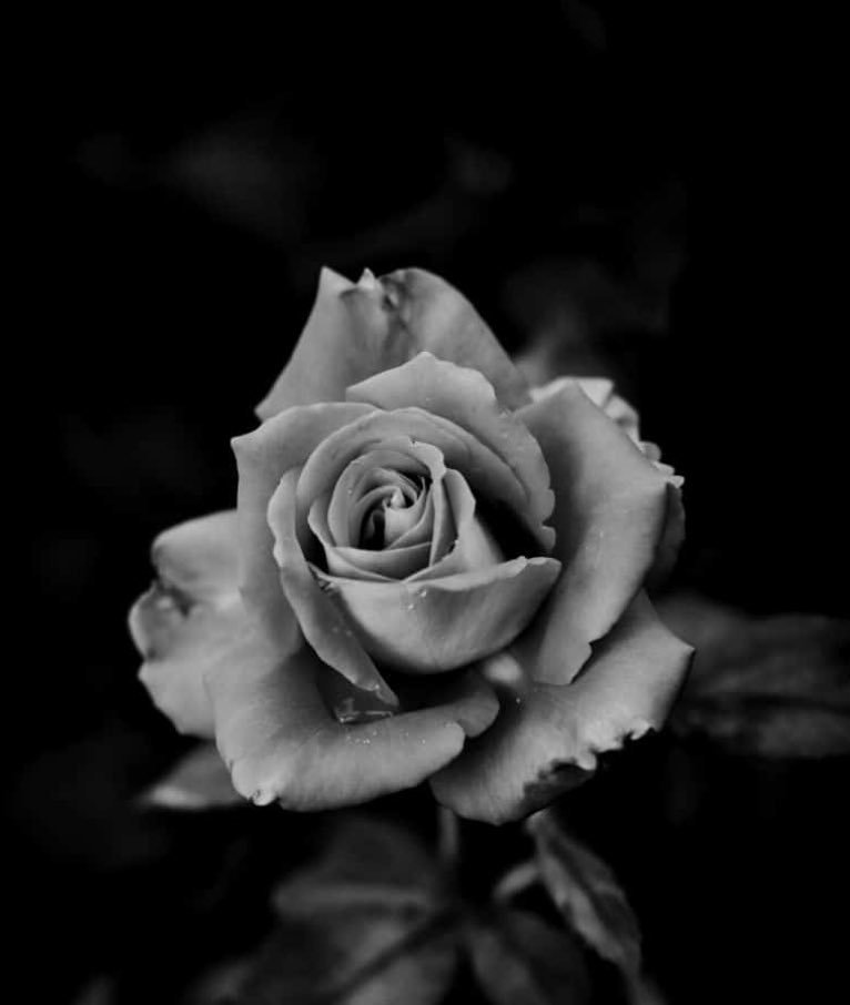 Theampmoore's tweet photo. “Flowers grow out of dark moments”   - Corita Kent                                               Photoshoot by Creativeculturebrand                 
⚫️ #model #tattooed #malemodel #malemodeling #blackandwhitephotography #black https://t.co/gpu9WID58q