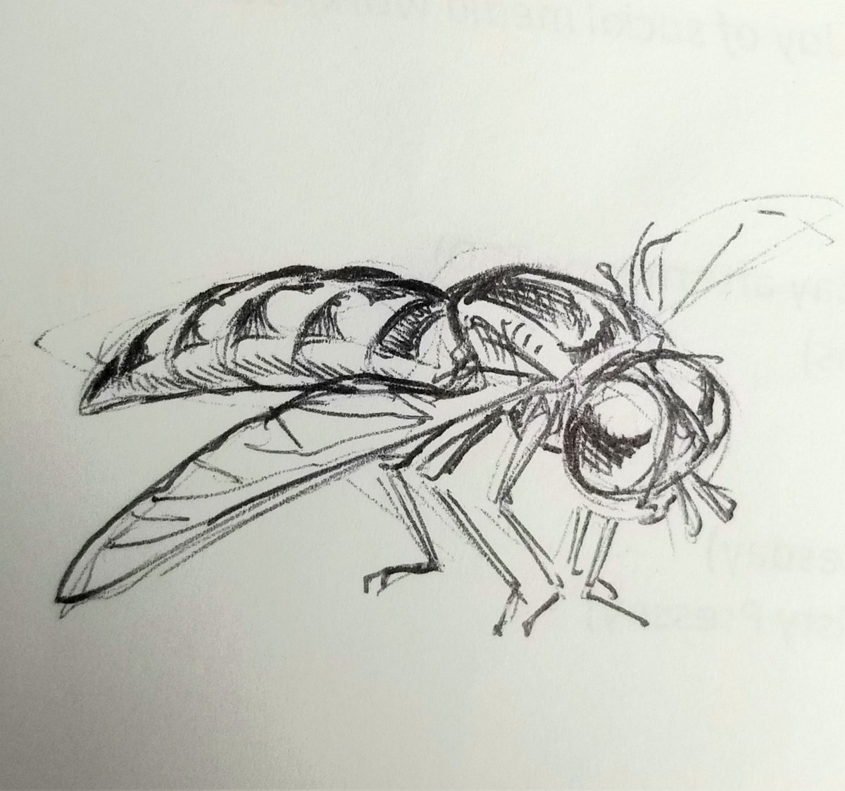 No context hoverfly sketches