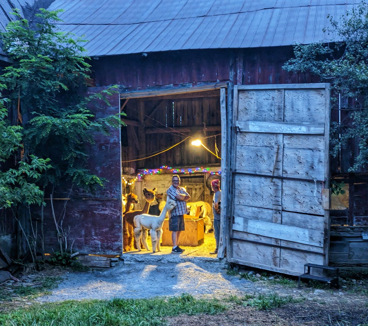 Oak Hills Alpacas tweet media