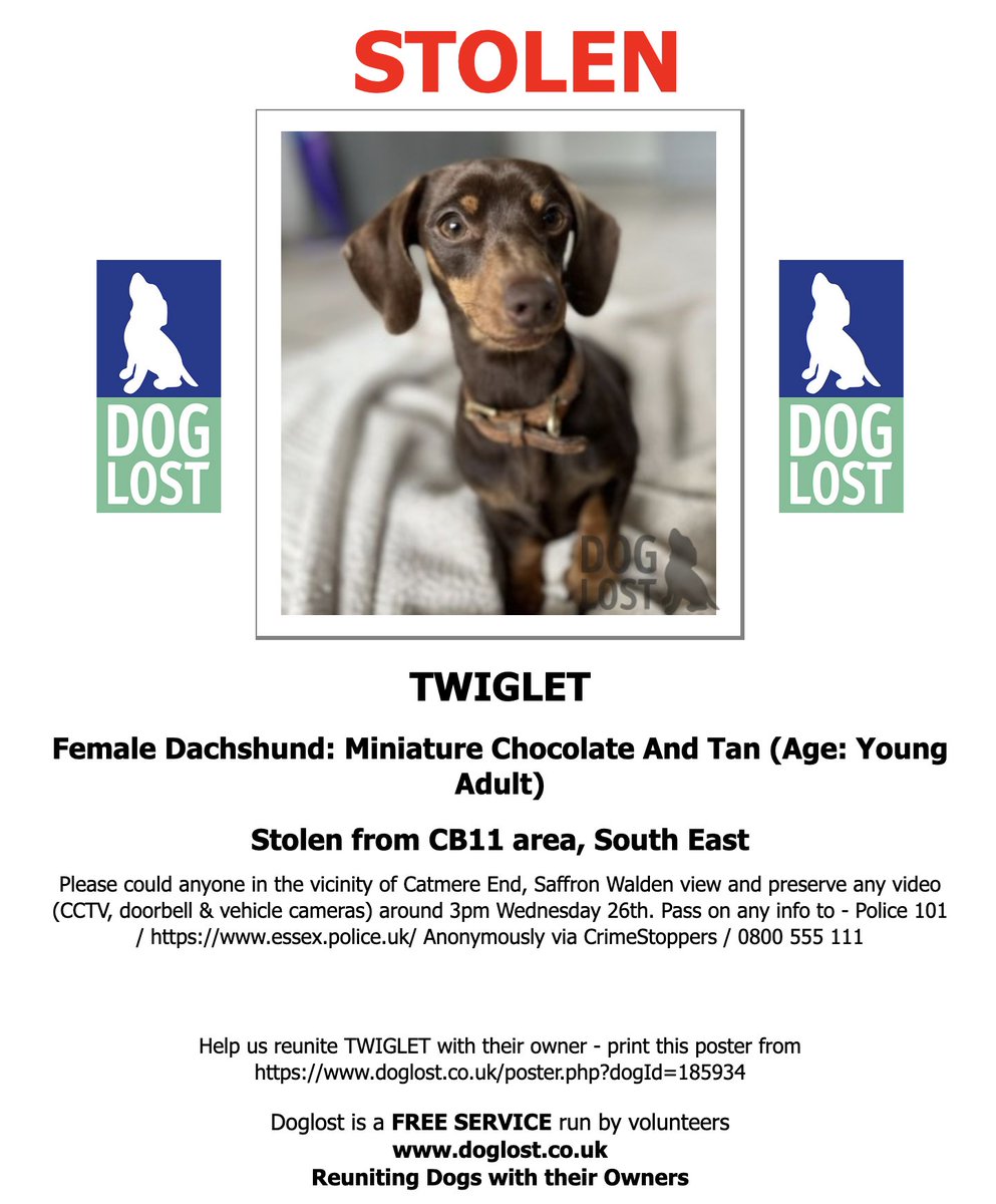 SausageDogHotel's tweet photo. Twiglet's DogLost poster for sharing 🚨 https://t.co/oyGp5s817d