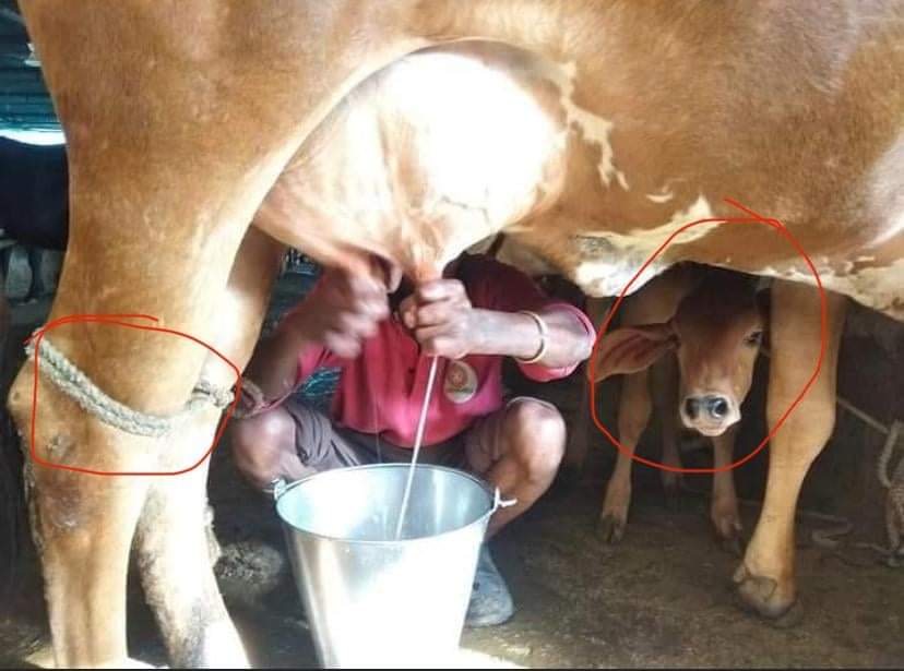 A picture speaks a thousand words and more. 

They say: but our cows are so well looked after!
