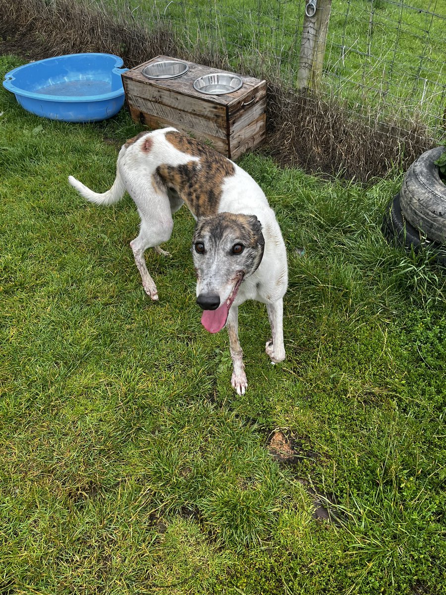 Lovely little afternoon doing some preparation for a dog walking group 🐶💚

If this is being an OT, I’ve definitely made the right choice!