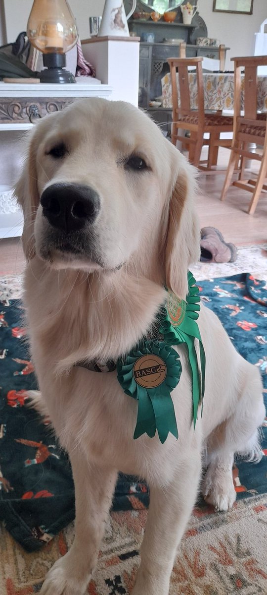 spraggersmatt's tweet photo. New Forest Show speedy hay bale jumper and prettiest female #goldenretriever #puppy https://t.co/qJmpBw8NIV