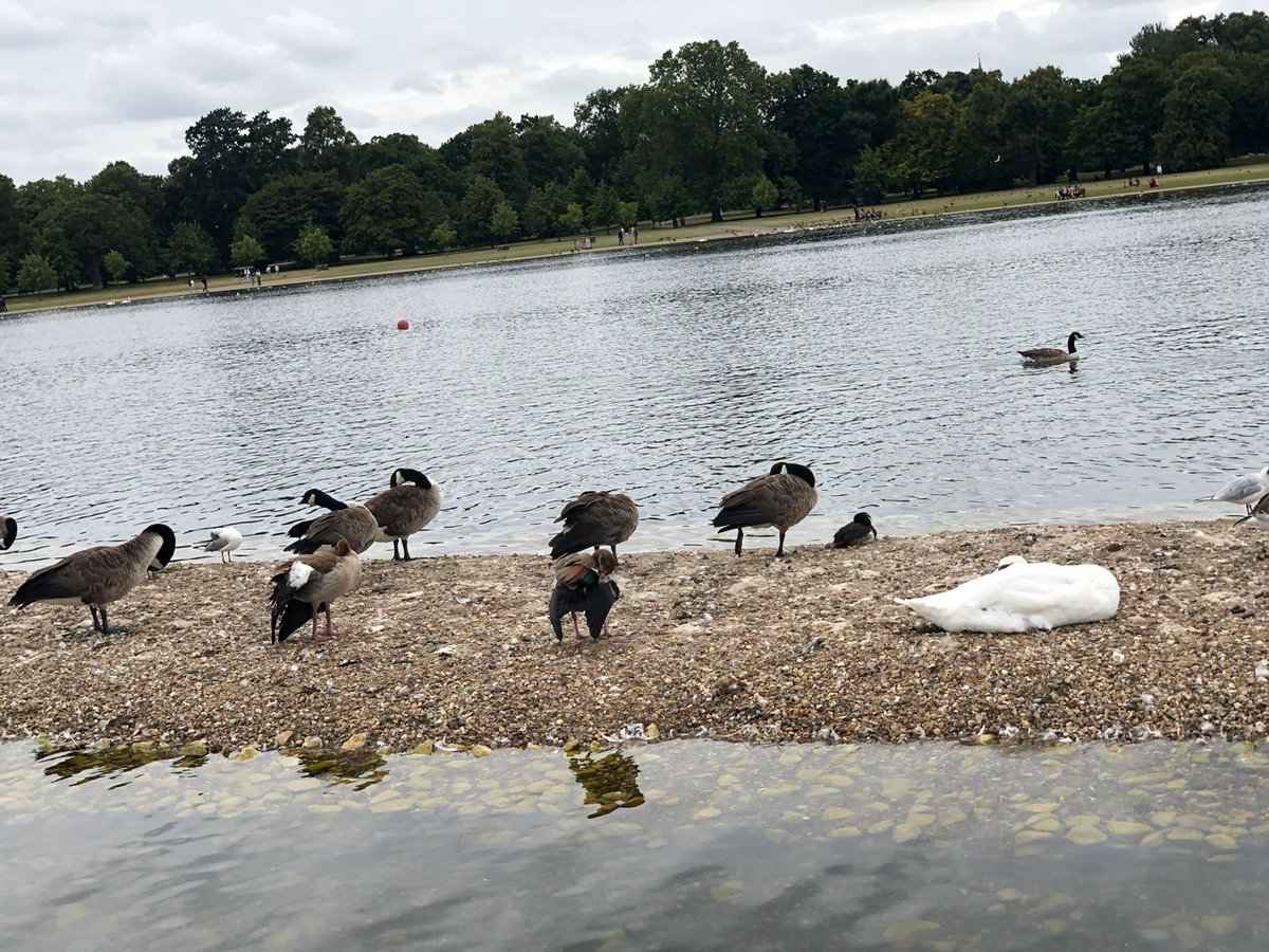 The lake in Kensington Park and the beautiful natural scenery make me feel extremely relaxed and comfortable.
#kensington #lake #london #uk #scenery #nature #Beautifulresort